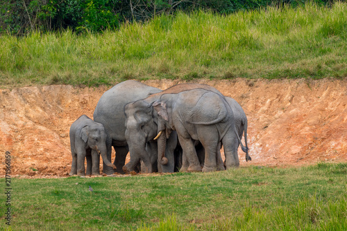 Its body is gray, its snout is called the trunk. The trunk of the Asian elephant has only one beak. Nakhon Ratchasima, Thailand.
