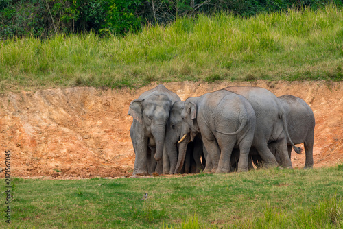 Its body is gray, its snout is called the trunk. The trunk of the Asian elephant has only one beak. Nakhon Ratchasima, Thailand.