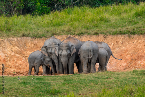 Its body is gray, its snout is called the trunk. The trunk of the Asian elephant has only one beak. Nakhon Ratchasima, Thailand.