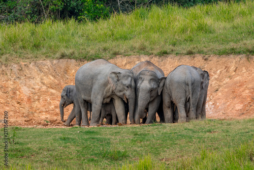 Its body is gray, its snout is called the trunk. The trunk of the Asian elephant has only one beak. Nakhon Ratchasima, Thailand.
