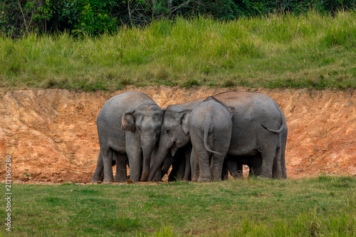 Its body is gray, its snout is called the trunk. The trunk of the Asian elephant has only one beak. Nakhon Ratchasima, Thailand.
