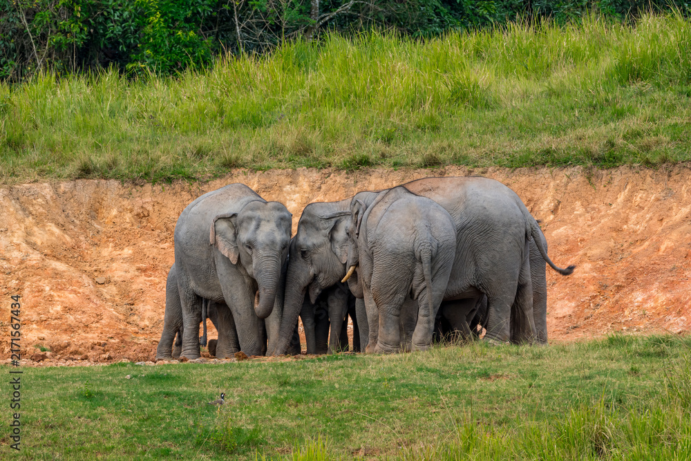 Fototapeta premium Its body is gray, its snout is called the trunk. The trunk of the Asian elephant has only one beak. Nakhon Ratchasima, Thailand.