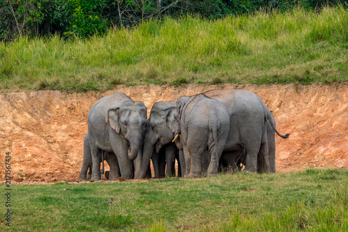 Its body is gray, its snout is called the trunk. The trunk of the Asian elephant has only one beak. Nakhon Ratchasima, Thailand.