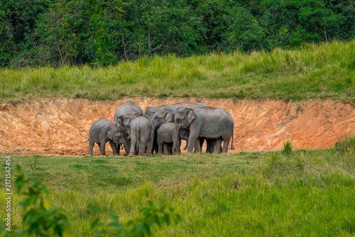 Its body is gray, its snout is called the trunk. The trunk of the Asian elephant has only one beak. Nakhon Ratchasima, Thailand.