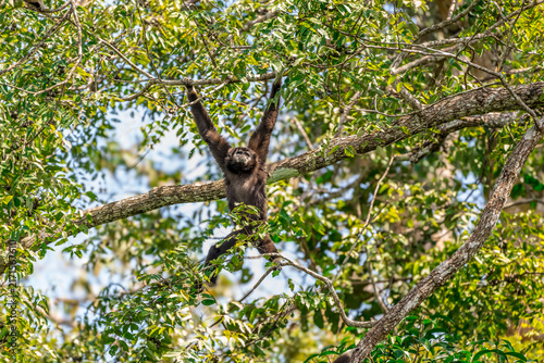 Pileated Gibbon They are tailless, with slender bodies, flat faces, and broad chests, and possess very long arms relative to their relatively short legs. Pileated gibbons spend almost their entire liv