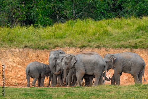 Its body is gray, its snout is called the trunk. The trunk of the Asian elephant has only one beak. Nakhon Ratchasima, Thailand.