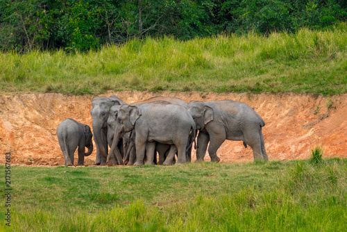 Its body is gray, its snout is called the trunk. The trunk of the Asian elephant has only one beak. Nakhon Ratchasima, Thailand.