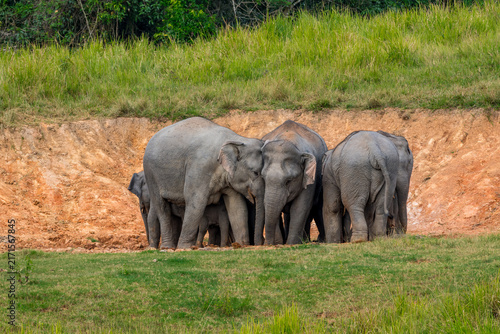 Its body is gray, its snout is called the trunk. The trunk of the Asian elephant has only one beak. Nakhon Ratchasima, Thailand.