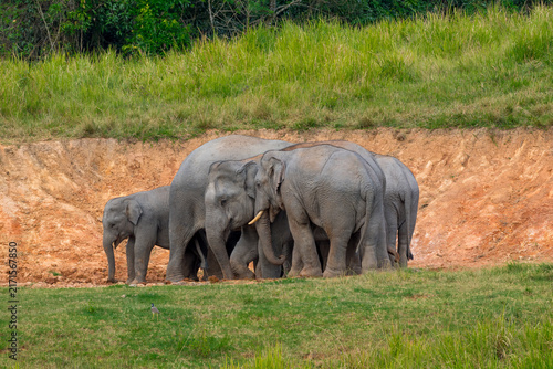 Its body is gray, its snout is called the trunk. The trunk of the Asian elephant has only one beak. Nakhon Ratchasima, Thailand.