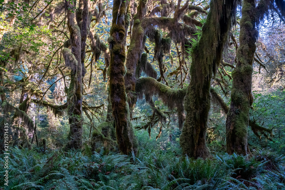 Obraz premium Hoh Rainforest moss on trees