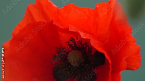 Botanical poppy bloom unfolds delicate petals in a soft outdoor meadow environment. Detailed extreme close-up shot focuses on the dark center stamens.
