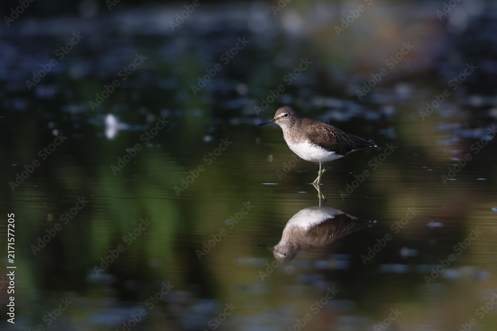 Fototapeta premium common sandpiper