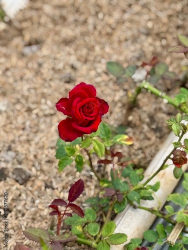 red rose in a garden