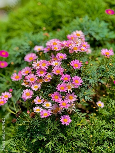 Tiny pink flowers of dill daisy in the garden