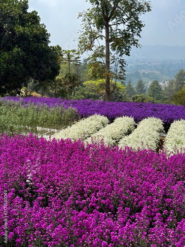 Colorful flowers in the field during the spring days