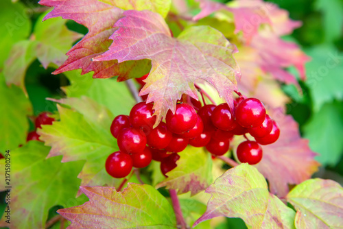 Obraz na plátne Red viburnum berries on a branch with colorful autumn leaves