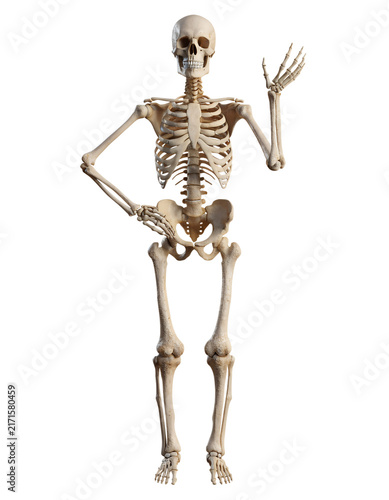 Human skeleton model standing and waving hello isolated on transparent background