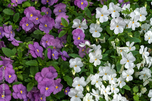 The garden pansy (Viola × wittrockiana) with white and purple flowers in the Peter the Great Botanical Garden on a summer day, Saint Petersburg, Russia