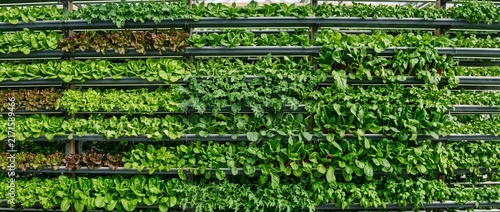 Vertical hydroponic farming system grows fresh green lettuce and kale varieties in organized indoor shelves for sustainable food production