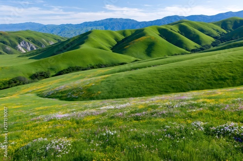 Rolling green hills with spring wildflowers under blue sky