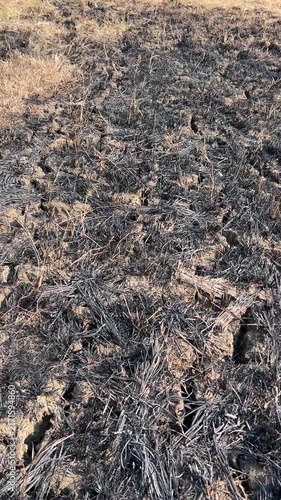 Burned Dry Grass and Charred Soil After Grassland Fire