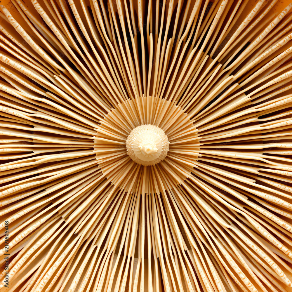 Obraz premium natural pattern abstract extreme macro mushroom gills mesmerizing repeating radial lines soft warm brown white organic symmetry