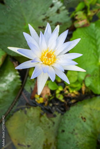 Cuadro en lienzo A serene blue water lily flower blooms gracefully surrounded by lush green lily