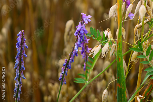 Elegant macro shot of purple tufted vetch blossoms growing alongside golden ripening oats. Contrast of vivid violet flowers and yellow oat panicles creates an expressive pattern of wild meadow flora o