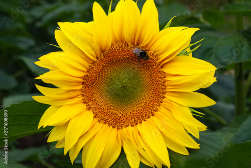 Konstfotografi Detailed close-up of a blooming sunflower with a symmetrical center and bright yellow petals against green leaves background