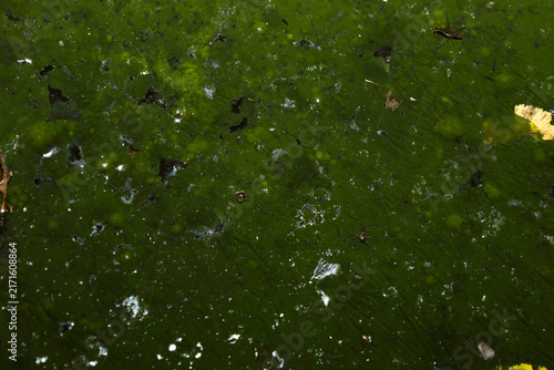 Quadro su tela Textured macro shot of green duckweed and algae on the surface of a damp standing pond