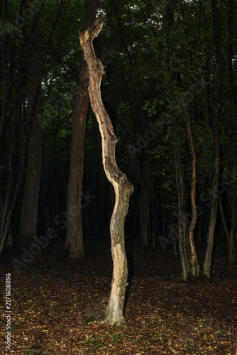 Fotografie Curved dead tree trunk stands prominently in the center of a dark dense forest on autumn ground