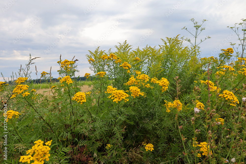 Obraz premium Lush inflorescences of wild common tansy decorate a field road with a yellow carpet, contrasting with dense green grass and tall stems of Canada goldenrod.