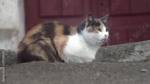 Calico street cat resting on a concrete surface outdoors and licking its lips while calmly watching the surroundings. Natural feline behavior captured in a cinematic close-up with soft daylight and