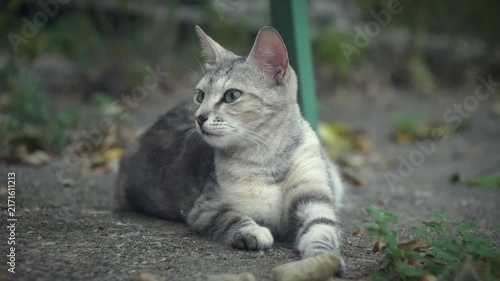 Gray domestic cat lying outdoors and looking with a curious attentive expression. Cinematic low-angle pet portrait captured in soft natural light with shallow depth of field, blurred green background