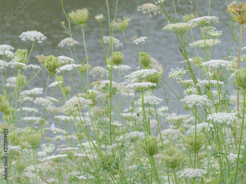 фотографія White umbel flowers blooming by a calm lakeside