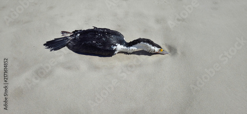 Deceased carcass Australian pied cormorant on the beach probably victim of avian influenza