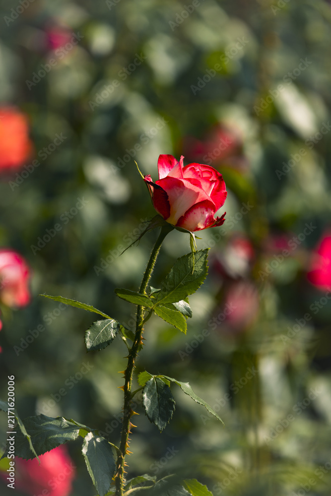 Obraz premium Red and White Rose Bud Blooming in Sunlit Garden