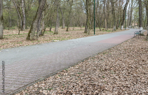 A serene pathway winding through a quiet, leaf-covered forest in early spring.