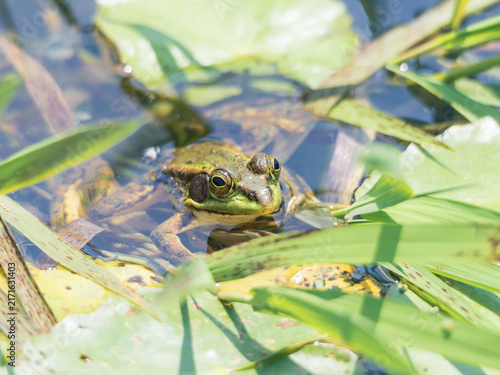Cuadro en lienzo Green Frog Camouflaged in Pond Vegetation