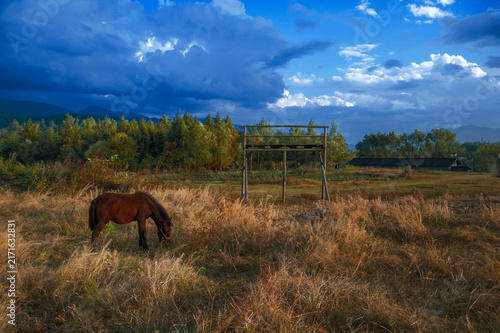 Brown Horse Grazing in an Autumn Meadow Under Dramatic Storm Clouds