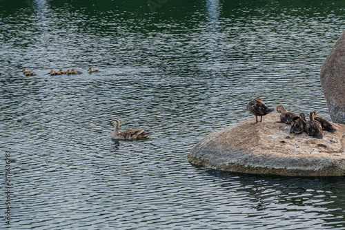 Duck family resting on rock and swimming in calm lake
