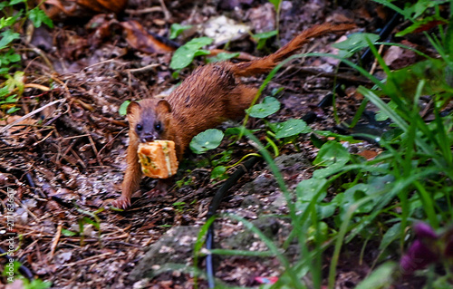 Brown weasel carrying bread across forest ground