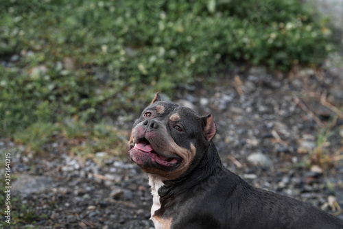 Obraz na plátně Detailed close-up shot of an exotic or pocket bully canine animal showcasing characteristic breed wrinkles, strong neck muscles, and correct skull structure