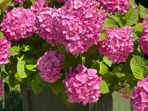 Canvas Print Pink bigleaf Hydrangea bush in garden