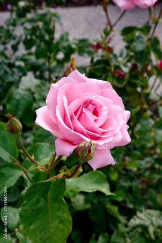 pink roses in garden