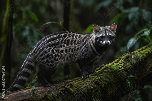 Wild African civet on mossy log in dim rainforest, spotted coat and dark face mask, wildlife and nature concept
