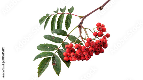 Obraz na płótnie Branch of fresh green mountain ash rowan berry leaves isolated on a white backgr