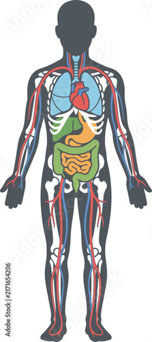A flat-style vector illustration of a dark silhouette human body figure showing internal anatomy including bones, blood vessels (arteries and veins), lungs, heart, liver, stomach, 
