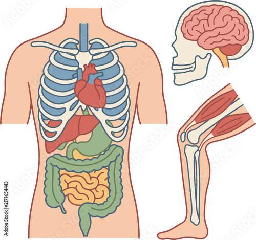 A flat-style vector illustration showing detailed human anatomy cross-sections including a torso with visible rib cage, heart, lungs, liver, stomach, and intestines, a head cross-section revealing 