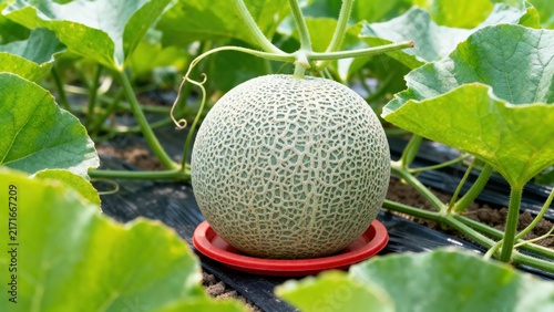 Ripe Cantaloupe Melon Growing on Vine in Greenhouse Mulch Bed Ready for Harvest

